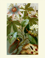 DITS Auslandische Zirpen Cicada Reproduction Print