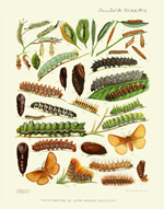 TZSL Vol XVII PL VI Lepidoptera Reproduction Print