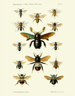 FBI Hymenoptera Vol 1 PL IV Reproduction Print