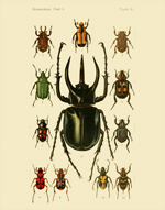 FOI Coleoptera Lamellicornia PL 1 Reproduction Print