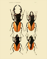FOI Coleoptera Lamellicornia PL II Reproduction Print