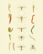 EMNZE PL IV Diptera Reproduction Print