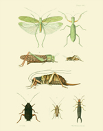 EMNZE PL XVII Orthoptera Reproduction Print