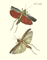 Drury's Tab: XLIX Locusts Reproduction Print