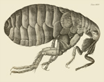 Micrographia: Schem XXXIV Flea Reproduction Print