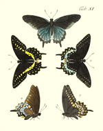 Drury's Tab: XI Swallowtails Reproduction Print