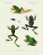 BCA Batrachia Tab 71 Mexican Tree Frogs Reproduction Print