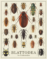 Blattodea - the Roaches Print