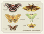 North America Saturniid Moths Print