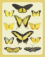 Yellow Butterflies Print