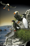 Pacific Northwest Seabirds 2" X 3" Magnet