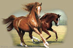 Running Horses 2" X 3" Magnet