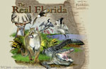 Florida Collage 2" X 3" Magnet