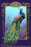 Peacock Splendor 2" X 3" Magnet