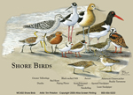 Shorebirds Canvas Tote