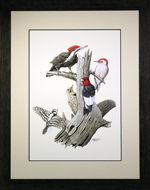 Woodpeckers Framed Print