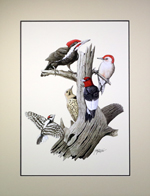 Woodpeckers Matted Print