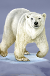 Polar Bear 2" X 3" Magnet