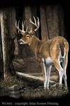 Whitetail Deer 2" X 3" Magnet