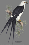 Swallow Tailed Kite 2" X 3" Magnet