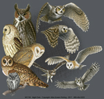 Night Owls Adult T-shirt