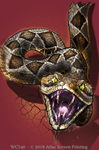 Rattlesnake Heads & Tails 2" X 3" Magnet