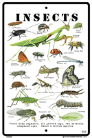 Insect Identifier Chart - DC